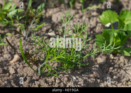 L'aneto (Anethum graveolens var. hortorum), Piantine Foto Stock