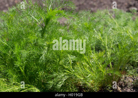 Mayweed profumati, tedesco camomilla, tedesco (mayweed Matricaria chamomilla, matricaria recutita), foglie giovani, Germania Foto Stock