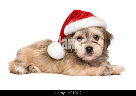Carino giacente Bichon Havanese cucciolo di cane in un cappello di Natale Foto Stock
