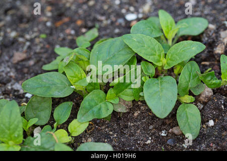 Falegname-erbaccia, guarire tutti e auto-guarire (prunella vulgaris), piantina, Germania Foto Stock