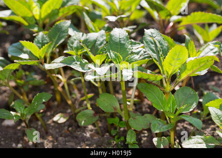 Balsamo himalayana, Indiano balsamo, rosso jewelweed, jewelweed ornamentali, poliziotto del casco (Impatiens glandulifera), piantine, Germania Foto Stock