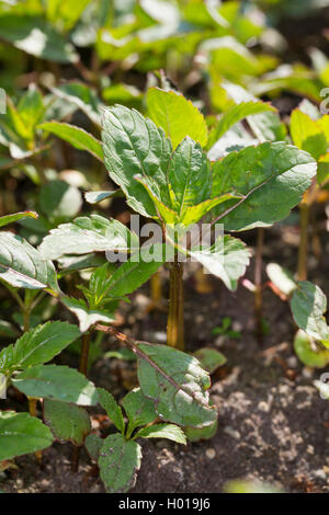 Balsamo himalayana, Indiano balsamo, rosso jewelweed, jewelweed ornamentali, poliziotto del casco (Impatiens glandulifera), piantine, Germania Foto Stock