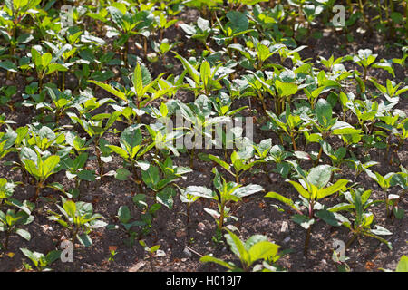 Balsamo himalayana, Indiano balsamo, rosso jewelweed, jewelweed ornamentali, poliziotto del casco (Impatiens glandulifera), piantine, Germania Foto Stock