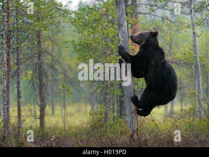 Europaeischer Braunbaer, Braunbaer, Braun-Baer (Ursus arctos arctos), klettert einen Baum hoch, Norwegen | European orso bruno ( Foto Stock