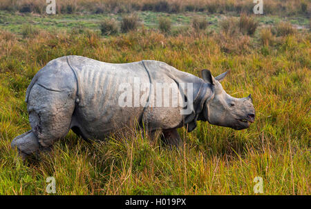 Indisches Panzernashorn, Panzernashorn, Panzer-Nashorn (Rhinoceros unicornis), im Feuchtgebiet, Indien, Assam, Nationa Kaziranga Foto Stock