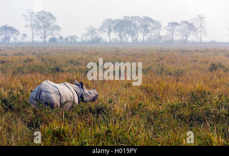 Indisches Panzernashorn, Panzernashorn, Panzer-Nashorn (Rhinoceros unicornis), im Feuchtgebiet, Indien, Assam, Nationa Kaziranga Foto Stock