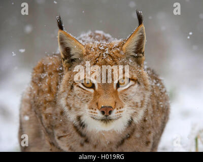 Eurasian (Lynx Lynx lynx), ritratto nella neve, vista frontale, in Germania, in Baviera, il Parco Nazionale della Foresta Bavarese Foto Stock