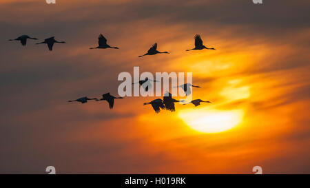 Comune, Gru Gru eurasiatica (grus grus), flying truppa di fronte un tramonto, vista laterale, Germania, Bassa Sassonia, Oldenburger Muensterland Foto Stock