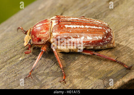 Dung beetle (anossia orientalis), su legno, Romania Foto Stock