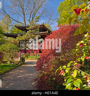 Japanese camellia (Camellia japonica), Giardino Giapponese Leverkusen con tea house in primavera, in Germania, in Renania settentrionale-Vestfalia, Bergisches Land, Leverkusen Foto Stock