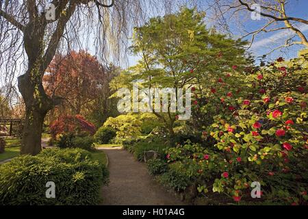 Japanese camellia (Camellia japonica), Giardino Giapponese Leverkusen in primavera, in Germania, in Renania settentrionale-Vestfalia, Bergisches Land, Leverkusen Foto Stock