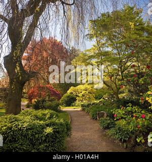 Japanese camellia (Camellia japonica), Giardino Giapponese Leverkusen in primavera, in Germania, in Renania settentrionale-Vestfalia, Bergisches Land, Leverkusen Foto Stock