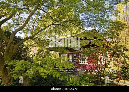 Japanese camellia (Camellia japonica), Giardino Giapponese Leverkusen con tea house in primavera, in Germania, in Renania settentrionale-Vestfalia, Bergisches Land, Leverkusen Foto Stock