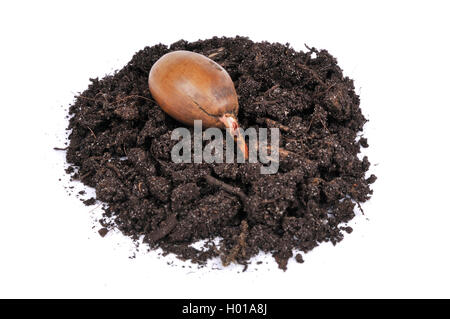 Cerro (Quercus cerris), germinando acorn sul suolo, tagliate, Germania Foto Stock