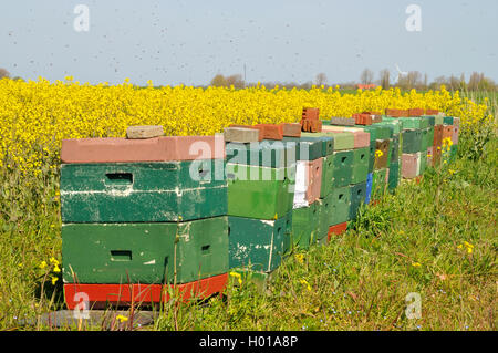 Europaeische Honigbiene, Westliche Honigbiene, Gemeine Honigbiene (Apis mellifera mellifera), Magazinbeuten, Wanderstaende un iniettore elettronico Foto Stock