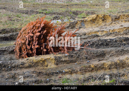 Gettato albero di Natale giacente su un acro, in Germania, in Renania settentrionale-Vestfalia, Luedinghausen Foto Stock