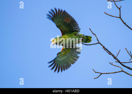 Giallo testa di Amazon (Amazona oratrix), a partire da un ramo, GERMANIA Baden-Wuerttemberg, Stoccarda, Rosensteinpark Foto Stock