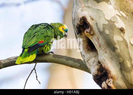 Blu-fronteggiata amazon (Amazon aestiva), seduto su un ramo nella parte anteriore del foro albero Foto Stock