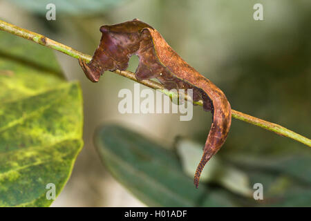 One-spotted prepona, nastrati re calzolaio, Demophon calzolaio (Prepona demophon, Archaeoprepona demophon), Caterpillar Foto Stock