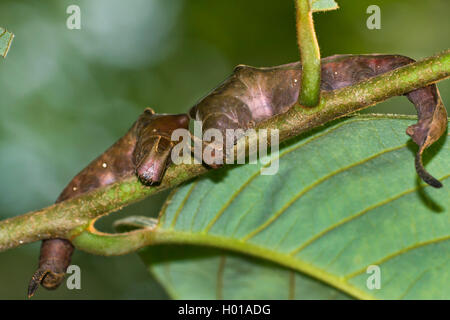 One-spotted prepona, nastrati re calzolaio, Demophon calzolaio (Prepona demophon, Archaeoprepona demophon), bachi Foto Stock