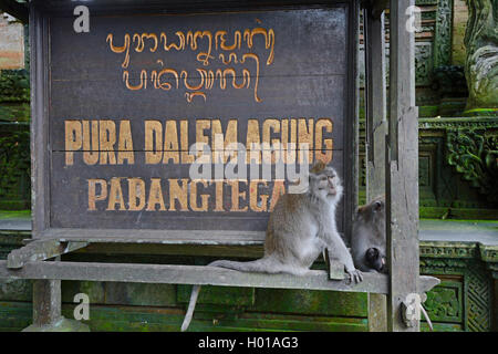 Macachi mangiatori di granchi, Java macaco macaco Longtailed (Macaca fascicularis, Macaca IRU), segno di macaco della pura Dalem Agung Padangtegal nel sacro Santuario della Foresta delle Scimmie, Indonesia Bali Ubud Foto Stock