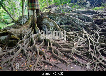 Fig (Ficus spec.), le radici di un albero di fico, Indonesia Bali Foto Stock