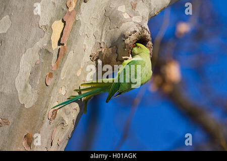 Rose-inanellati parrocchetto (Psittacula krameri), Femmina a knothole, Germania, Hesse, Biebricher Schlosspark Foto Stock