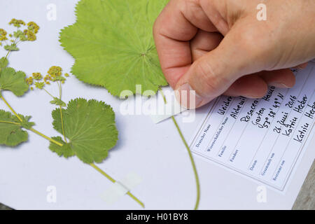 Lady del mantello (Alchemilla mollis), premuto piante sono incollati su un foglio di erbario, Germania Foto Stock