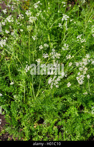 Comune di carvi (Carum carvi), fioritura, Germania Foto Stock