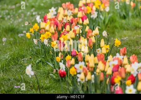 Gartentulpe, Garten-Tulpe, Tulpe (Tulipa gesneriana), Tulpen und Narzissen in einer Wiese, Deutschland | Giardino comune tulip (Tu Foto Stock
