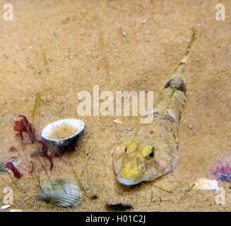 Comune (dragonet Callionymus lyra, Callionymus dracunculus), sul fondo del mare, Germania Foto Stock