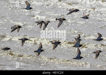 Voltapietre (Arenaria interpres), gregge in volo, Germania, Schleswig-Holstein, Frisia settentrionale, Hallig Hooge Foto Stock