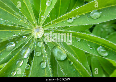 Lupino bigleaf molti-lasciava di lupino, giardino lupin (Lupinus polyphyllus), scende su una foglia di lupino, Norvegia, Troms Foto Stock