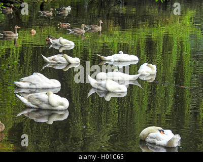 Cigno (Cygnus olor), dormendo cigni sul fiume Alster, Germania Amburgo Foto Stock