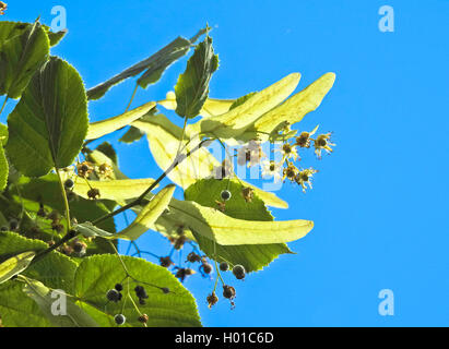 Basswood, tiglio, tiglio (Tilia spec.), fioritura, Germania, Hamburg, Amburgo Foto Stock