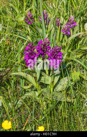 Western marsh-orchid (Dactylorhiza majalis), che fiorisce in un prato, Germania, Meclemburgo-Pomerania, Rostock Foto Stock