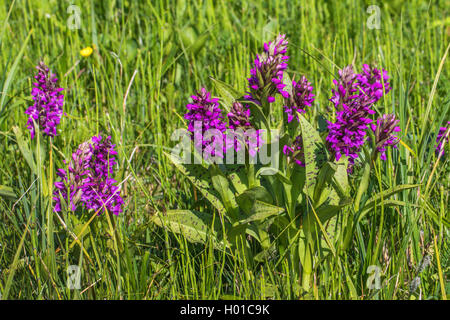 Western marsh-orchid (Dactylorhiza majalis), che fiorisce in un prato, Germania, Meclemburgo-Pomerania Occidentale Foto Stock