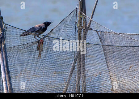 Cornacchia mantellata (Corvus corone cornix, Corvus cornix), con pesce pescato su una rete da pesca, Germania, Meclemburgo-Pomerania Occidentale Foto Stock