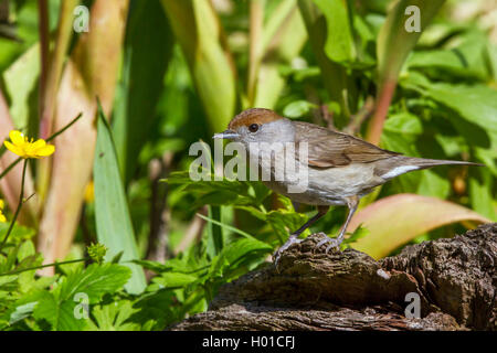 Capinera (Sylvia atricapilla), femmina su una radice, Germania, Meclemburgo-Pomerania Occidentale Foto Stock