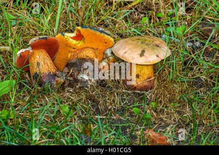 Conto sensazionale bolete (Boletus luridus, Suillellus luridus), corpo fruttifero, Germania, Meclemburgo-Pomerania Occidentale Foto Stock