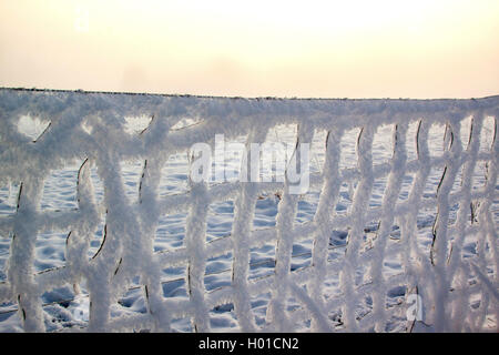 Wire-mesh recinto con trasformata per forte gradiente frost, Germania, Meclemburgo-Pomerania Occidentale Foto Stock