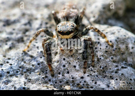 Jumping spider (Marpissa muscosa, Marpissa rumpfii), su una pietra ricoperta di licheni, Germania, Meclemburgo-Pomerania Occidentale Foto Stock