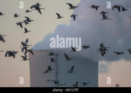 Bean Goose, Taiga Bean Goose (Anser fabalis), fagiolo di oche in fornt della torre di raffreddamento della stazione di potenza Rostoch presso sunrise, Germania, Meclemburgo-Pomerania, Schnatermann, Rostock Foto Stock