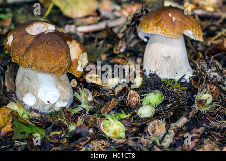 Penny bun, porcini, porcino, Bun fungo (Boletus edulis), due penny di bus e nocciole, Germania, Meclemburgo-Pomerania Occidentale Foto Stock