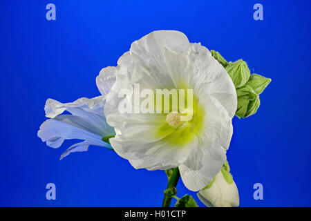 Holly hock, hollyhock (Alcea rosea, Althaea rosea), fiore di fronte a sfondo blu, Germania, Meclemburgo-Pomerania Occidentale Foto Stock