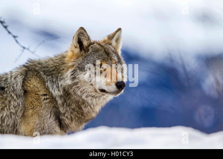 Unione lupo (Canis lupus lupus), ritratto in inverno, Norvegia Foto Stock