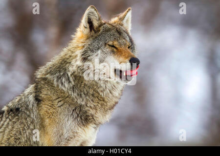 Unione lupo (Canis lupus lupus), ritratto in inverno, Norvegia Foto Stock