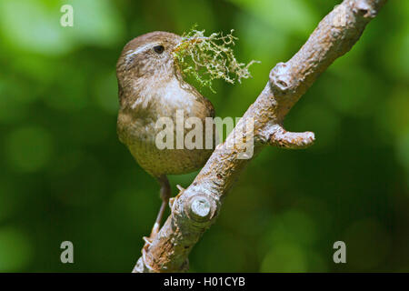 Winter wren (Troglodytes troglodytes), maschio con materiale di nidificazione, Germania, Meclemburgo-Pomerania Occidentale Foto Stock