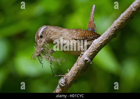 Winter wren (Troglodytes troglodytes), maschio con materiale di nidificazione, Germania, Meclemburgo-Pomerania Occidentale Foto Stock