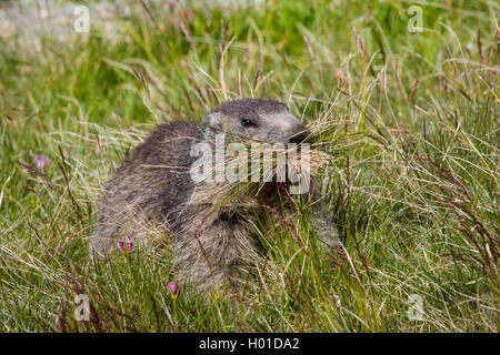 Alpine marmotta (Marmota marmota), raccoglie erba in un prato alpino, Svizzera Vallese Foto Stock